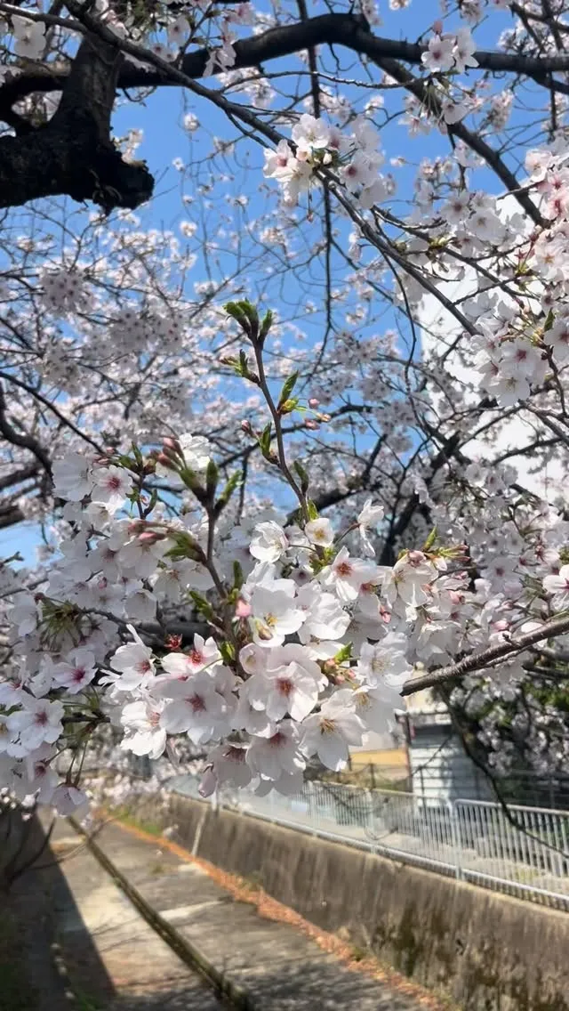 綺麗な桜🌸